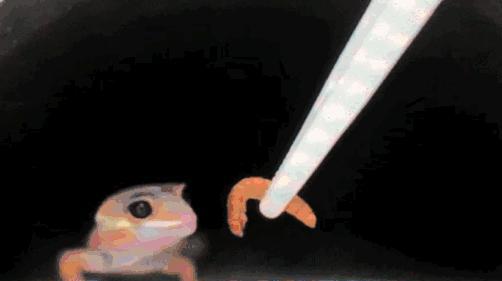 宠物守宫怎么养最好