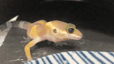 宠物守宫怎么养最好