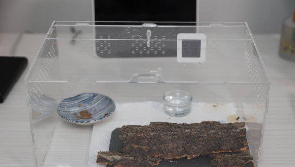 宠物守宫怎么养最好