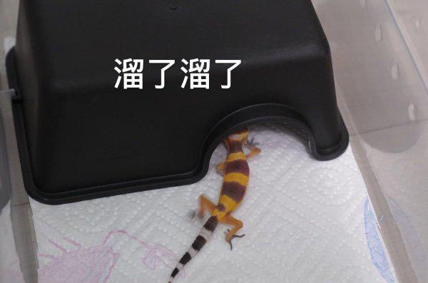 宠物守宫怎么养最好