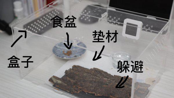 宠物守宫怎么养最好