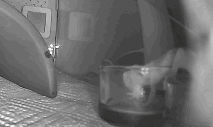 宠物守宫怎么养最好