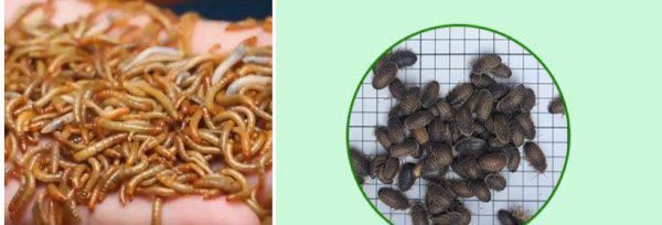 宠物守宫怎么养最好