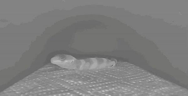 宠物守宫怎么养最好