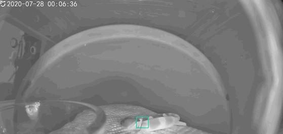 宠物守宫怎么养最好