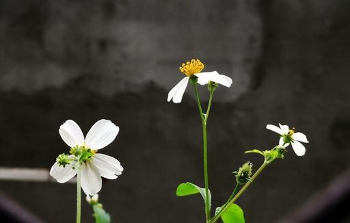 人挪活树挪死是什么意思