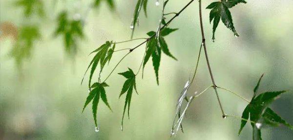 立秋是第几个节气含义是什么