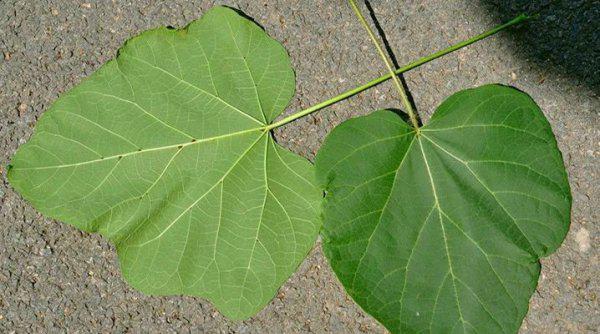 立秋是第几个节气含义是什么