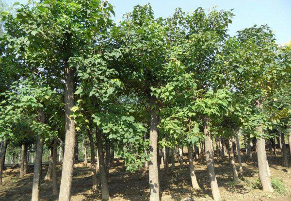 立秋是第几个节气含义是什么