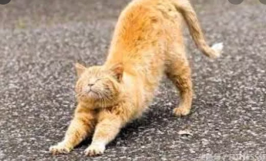 开龙脊正确姿势是什么