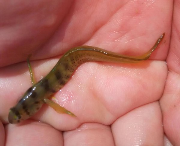 青岛潮汐赶海时间表