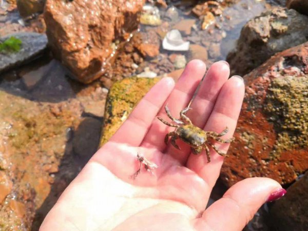 青岛潮汐赶海时间表