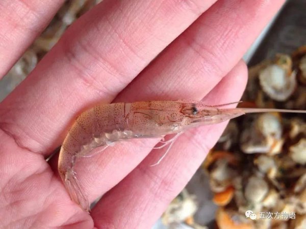 青岛潮汐赶海时间表