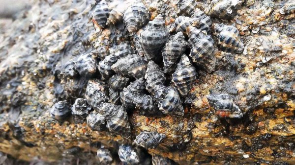 青岛潮汐赶海时间表