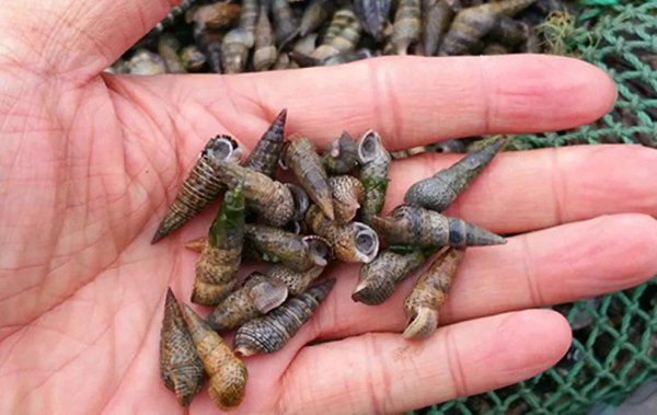 青岛潮汐赶海时间表