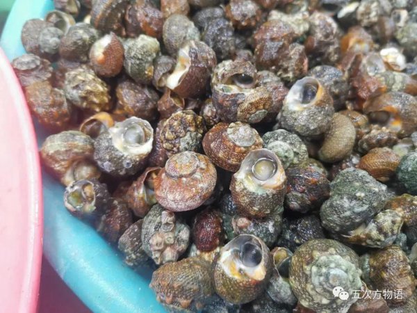 青岛潮汐赶海时间表