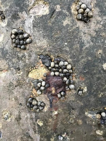 青岛潮汐赶海时间表