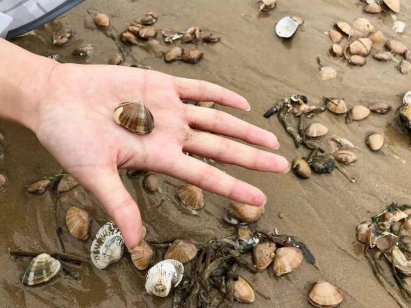 青岛潮汐赶海时间表