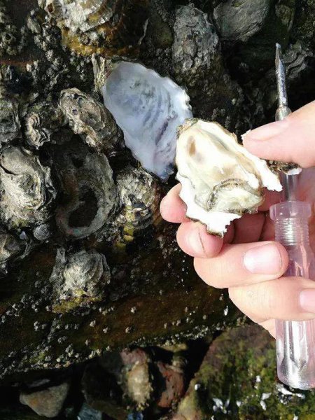 青岛潮汐赶海时间表