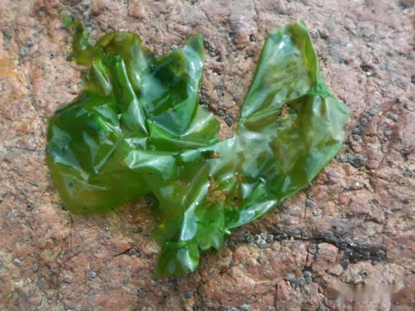 青岛潮汐赶海时间表