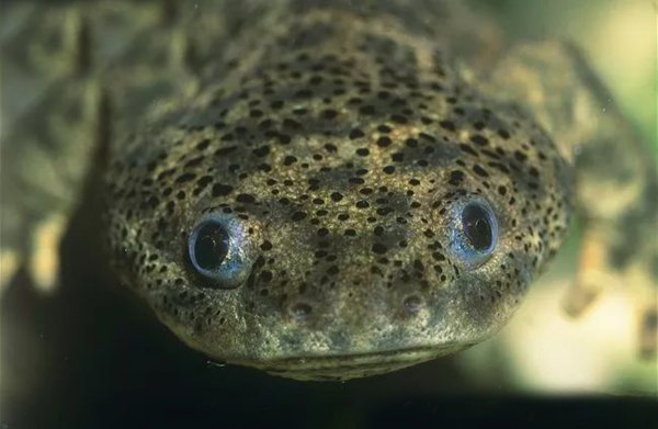 卑鄙无耻的动物指的是哪些