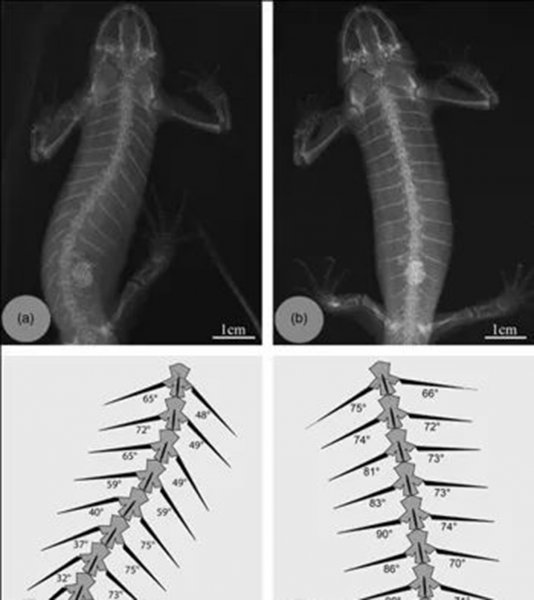 卑鄙无耻的动物指的是哪些