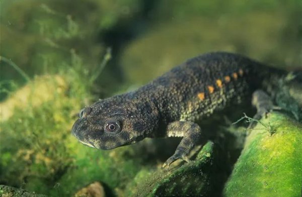 卑鄙无耻的动物指的是哪些