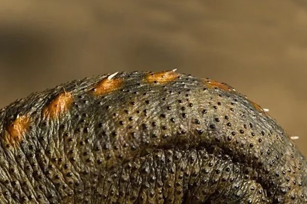 卑鄙无耻的动物指的是哪些