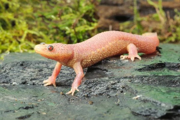 卑鄙无耻的动物指的是哪些