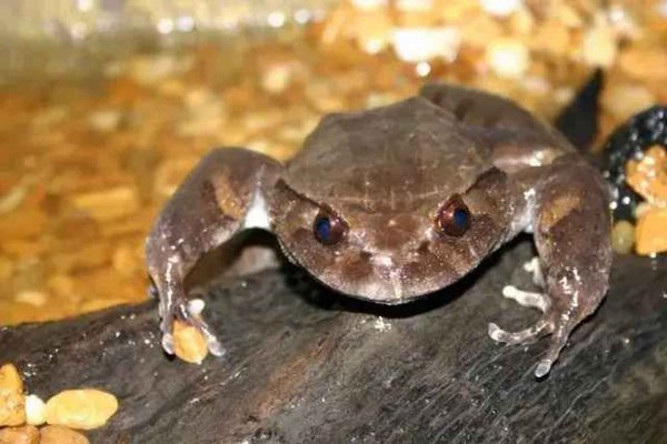 卑鄙无耻的动物指的是哪些