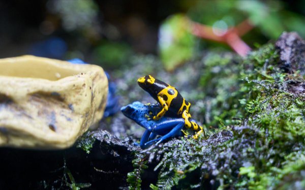 卑鄙无耻的动物指的是哪些