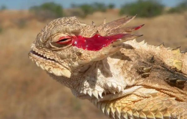 卑鄙无耻的动物指的是哪些