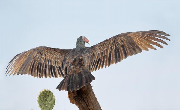 卑鄙无耻的动物指的是哪些