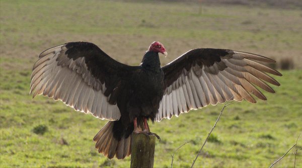 卑鄙无耻的动物指的是哪些