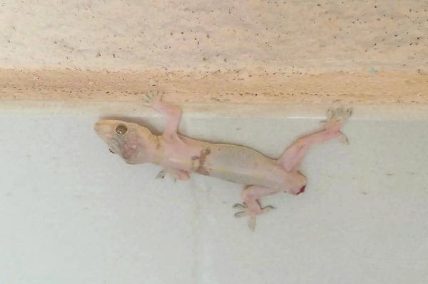 卑鄙无耻的动物指的是哪些