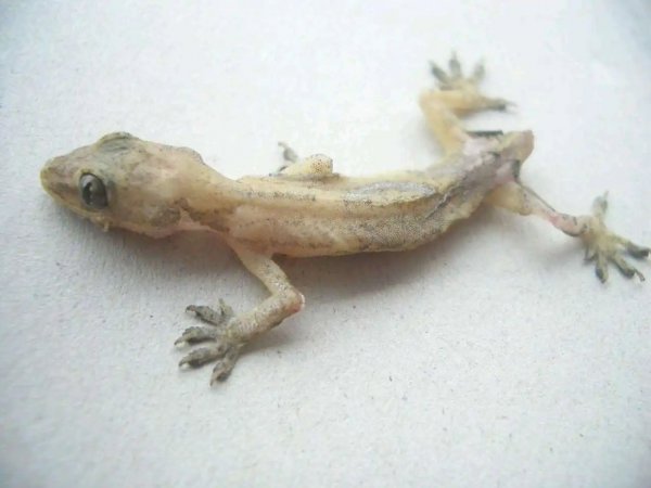 卑鄙无耻的动物指的是哪些