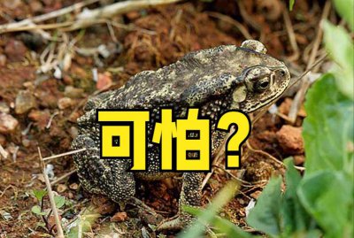 家里进青蛙的真正预兆 屋子里进青蛙代表了什么意思