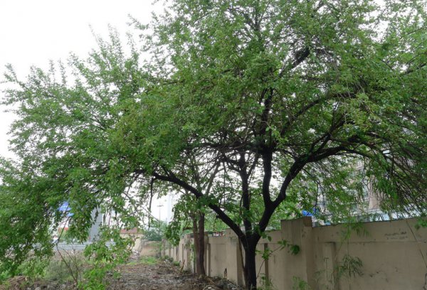 家里进青蛙的真正预兆