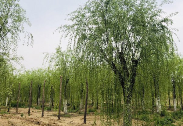 家里进青蛙的真正预兆