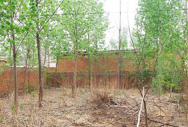 家里进青蛙的真正预兆