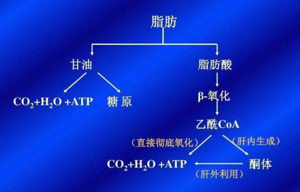 hiit训练是有氧还是无氧