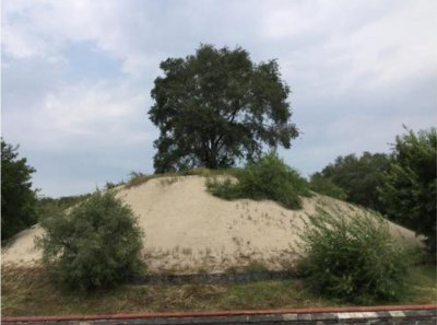 坟前种什么树风水最好 坟上栽什么树好有什么讲究