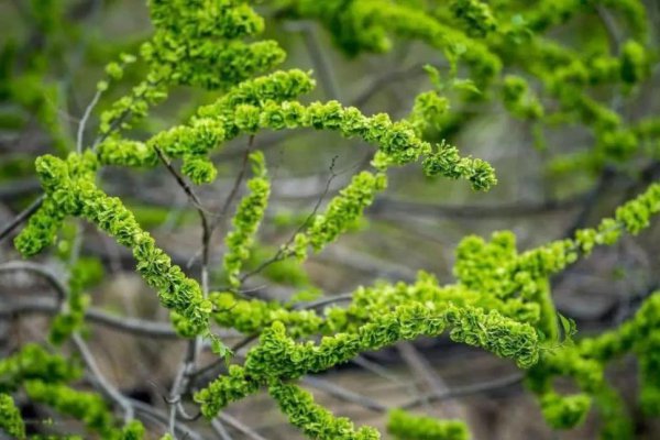 坟前种什么树风水最好