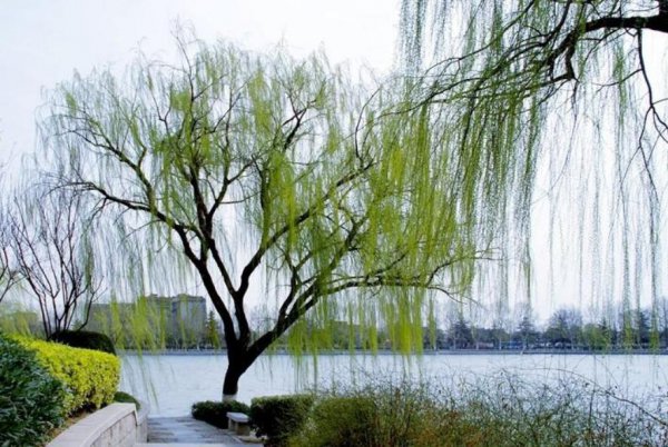 坟前种什么树风水最好