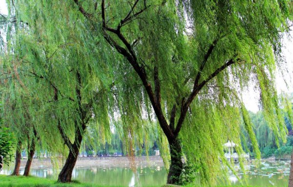 坟前种什么树风水最好