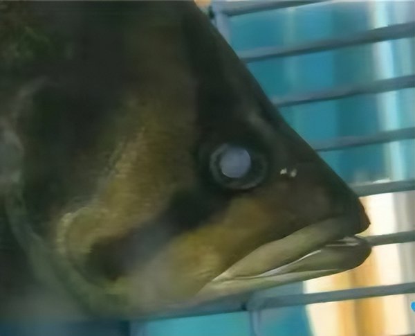 银龙鱼眼睛外面有白膜怎么办