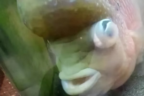 银龙鱼眼睛外面有白膜怎么办