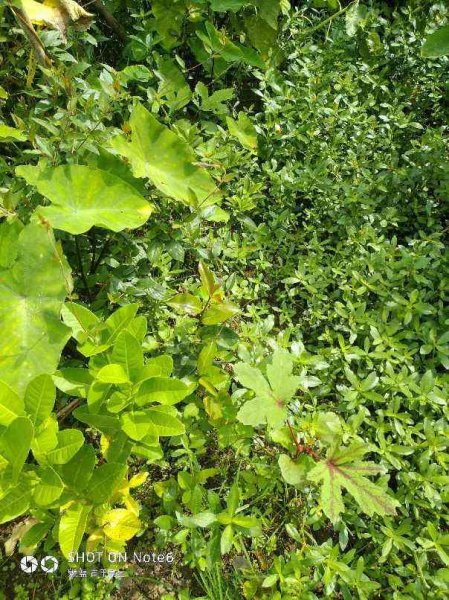 院子永远不长草的方法