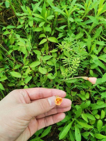 院子永远不长草的方法