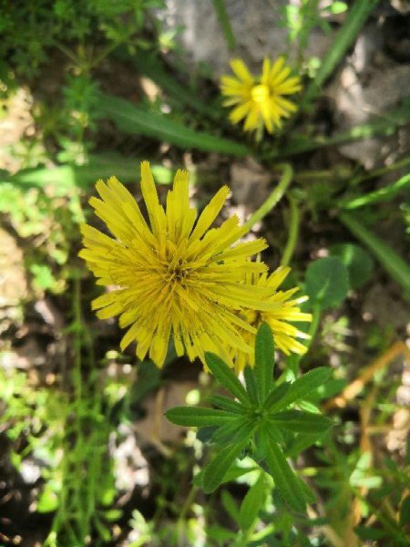 院子永远不长草的方法